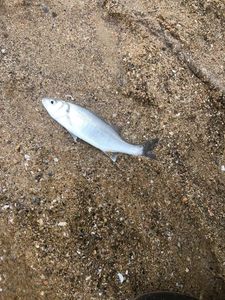 European Bass (Seabass)