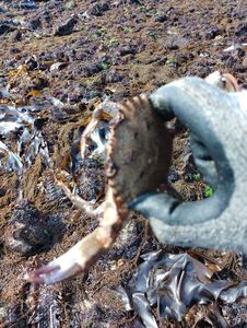 Velvet Swimming Crab