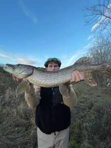 Northern Pike