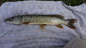 Northern Pike