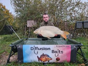 Common Carp