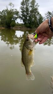 Smallmouth Bass