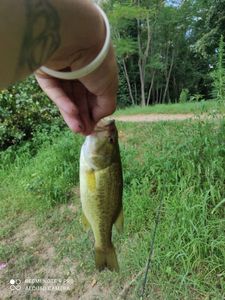 Largemouth Bass