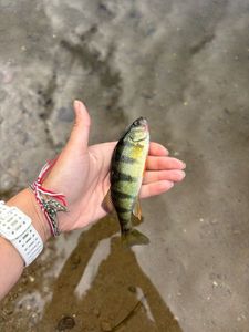 Yellow Perch