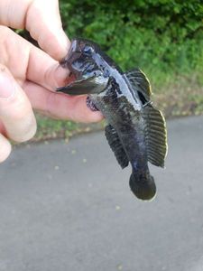 Round Goby