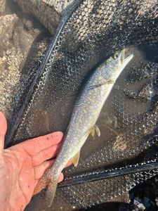 Lake Trout
