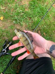 European Perch
