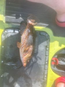 Ballan Wrasse