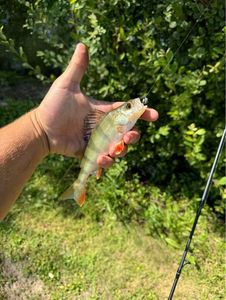 European Perch