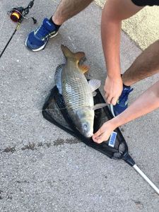 Common Carp