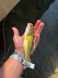 Smallmouth Bass