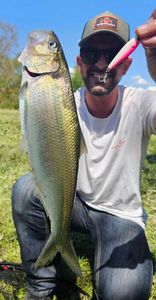 Twaite Shad
