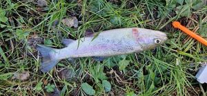 Rainbow Trout