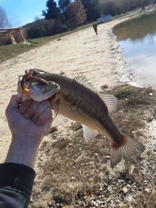 Largemouth Bass