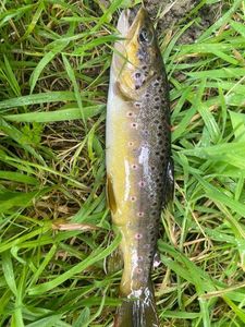 Brown Trout