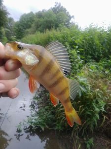 European Perch