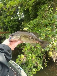 Largemouth Bass