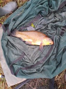 Tench