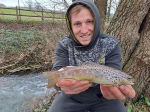 Brown Trout