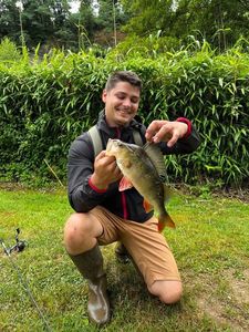 European Perch