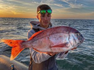 Red Porgy