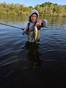 Largemouth Bass