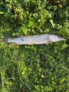 Northern Pike