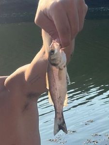 European Bass (Seabass)
