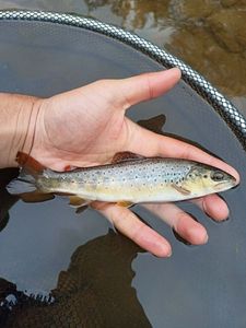 Brown Trout