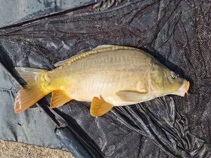 Mirror Carp