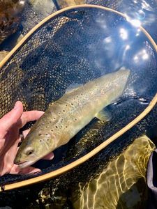 Rainbow Trout