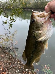 Largemouth Bass