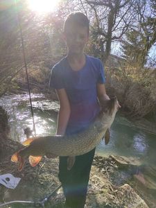 Northern Pike