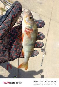 European Perch
