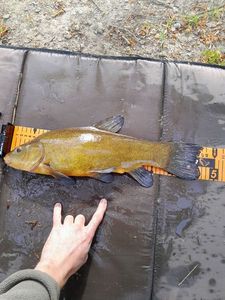 Tench