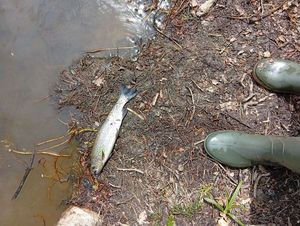 Rainbow Trout
