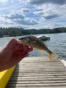 European Perch
