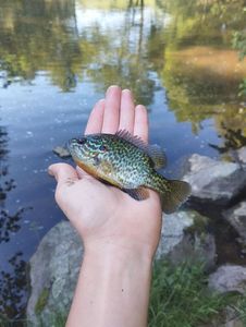 Green Sunfish