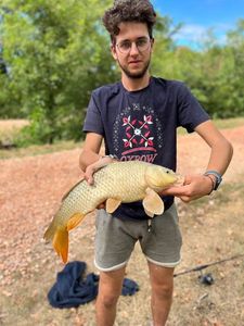 Common Carp