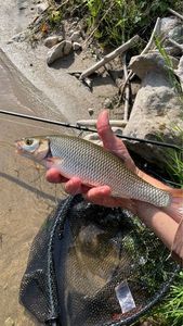 Common Dace