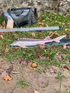 Starry Sturgeon