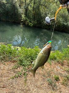 Largemouth Bass