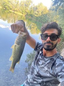 Largemouth Bass