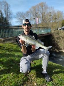 Zander
