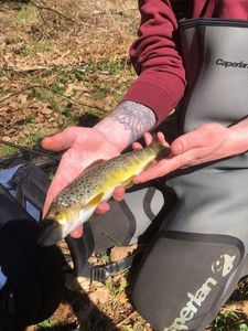 Brown Trout