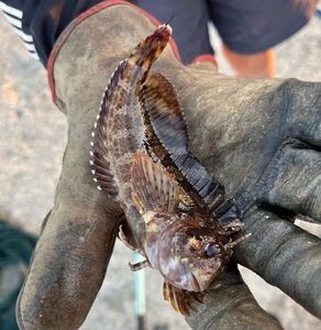 Giant Goby