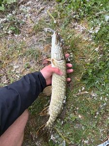 Northern Pike
