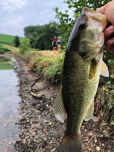 Largemouth Bass