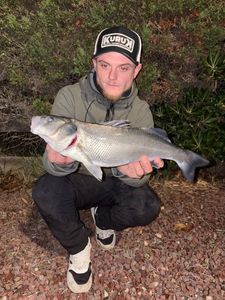 European Bass (Seabass)
