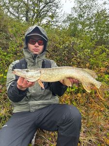 Northern Pike